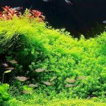 brisbane aquarium service