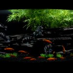 black slate cichlid tank