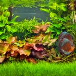 brisbane aquarium service
