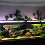 brisbane aquarium service