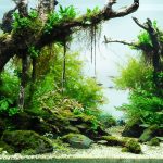 brisbane aquarium service