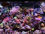 brisbane aquarium service