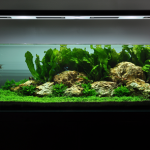 brisbane aquarium service