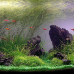 brisbane aquarium service