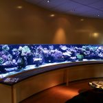 pieter reef aquarium