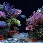 brisbane aquarium service