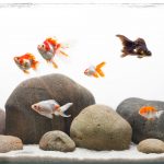 brisbane aquarium service