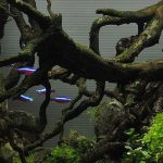 brisbane aquarium service