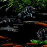 aquarium service in brisbane