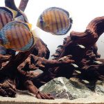 brisbane aquarium services