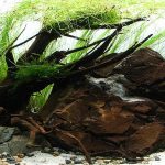brisbane aquarium service