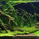 brisbane aquarium service