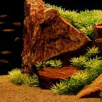 brisbane aquarium service