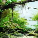 aquarium service in brisbane