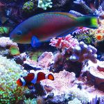 brisbane aquarium services