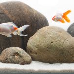brisbane aquarium services