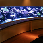 brisbane aquarium service