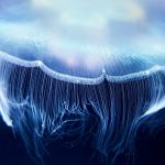 Aurelia jelly fish