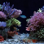 brisbane aquarium service