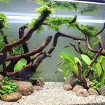 brisbane aquarium service